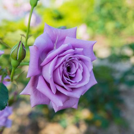 Rose Plant in Pot 'Blue Moon' Hybrid Tea Garden Shrub 4L