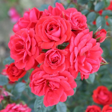 Rose Plant in Pot 'Birthday Wishes' Repeat Flowering Bush Garden Ready Shrub