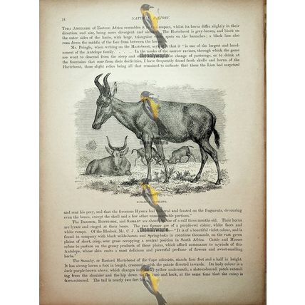 Rubaline Antelope, Natural History Book Illustration, 1896
