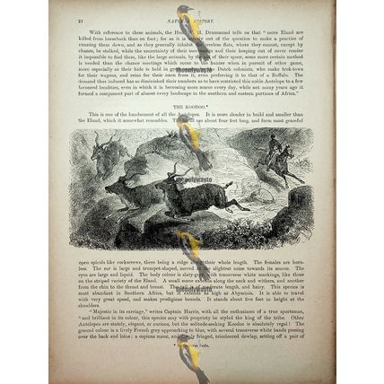 Koodoo, Natural History Book Illustration, 1896