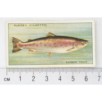 1933 Players Fresh-water Fishes, pink back No. 49 Trout (Rainbow)