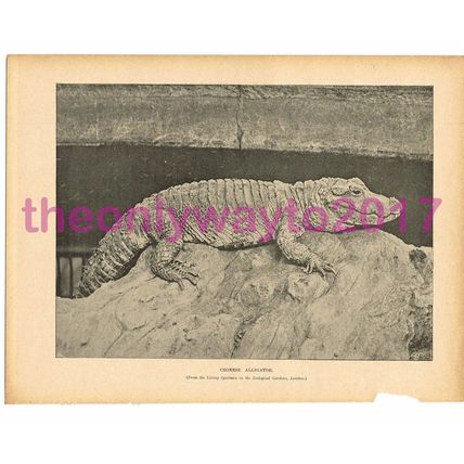 Chinese Alligator at London Zoo, Victorian Natural History Illustration, 1896