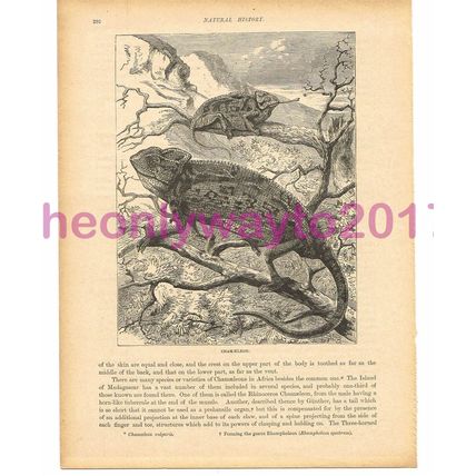 Chamaeleon, Victorian Natural History Book Illustration, 1896