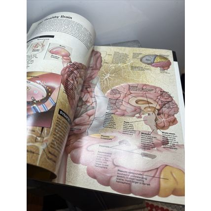 National Geographic Magazine June 1995 Quiet Miracles of the Brain Vintage b