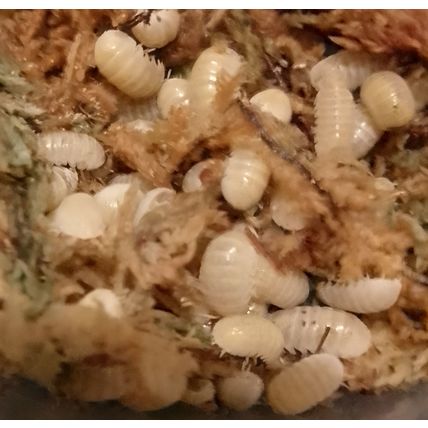 10 magic potion woodlice Armadillidium vulgare isopods Small +2 spares Live Food