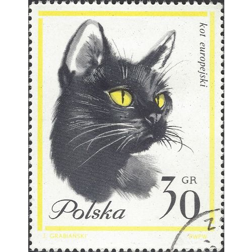 POLAND, CAT, European domestic cat, yellow 1964, 30gr