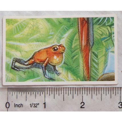 Brooke Bond Going Wild No. 34 Poison Arrow Frog, Wildlife Survival Challenge