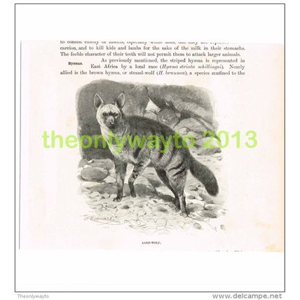 AARD WOLF, BOOK ILLUSTRATION (PRINT), c1916