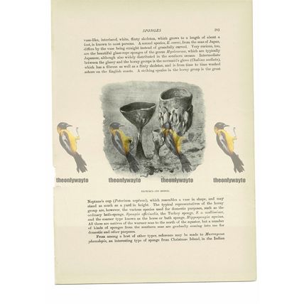 Neptune's Cup Sponge, Animal Book Illustration (Print), c1916