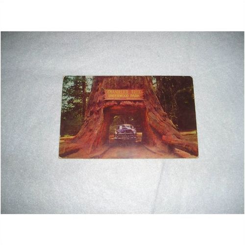 4 Vintage Redwood Forest area Postcards. California. cira 1955 zorfd2