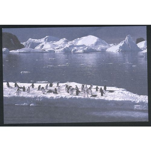 France PC - (French Antarctica Issue) - Penguins on ice-flow - unused