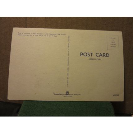 A MOOSE, B.C. CANADA unused postcard