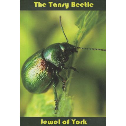 The Tansy Beetle Jewel of York on River Ouse Postcard