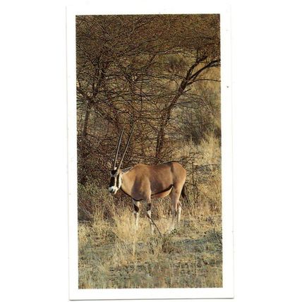PLAYER'S GRANDEE CIGAR CARD AFRICAN WILDLIFE 1990 EXCELLENT No. 17 BEISA ORYX
