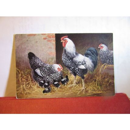 SPECKLED CHICKEN FAMILY unused postcard farm animals =