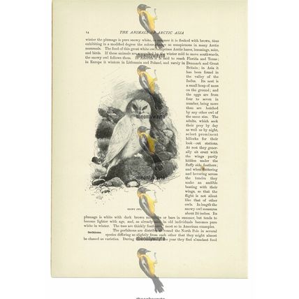 Snowy Owl, Animal Book Illustration (Print), c1916