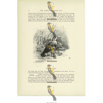 Red Necked Phalarope, Animal Book Illustration (Print), c1916