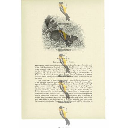 Siberian Pica, Animal Book Illustration (Print), c1916