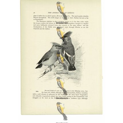 Waxwings, Animal Book Illustration (Print), c1916