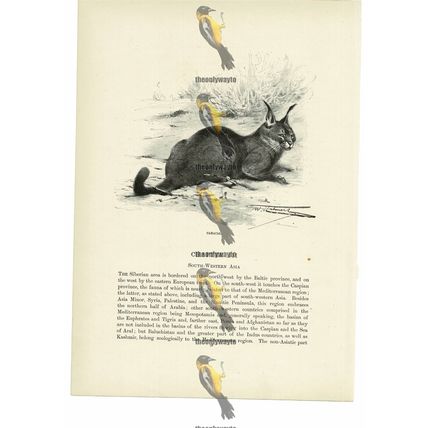 Caracal, Animal Book Illustration (Print), c1916