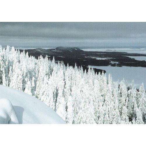 95305: Forest in the Winter.