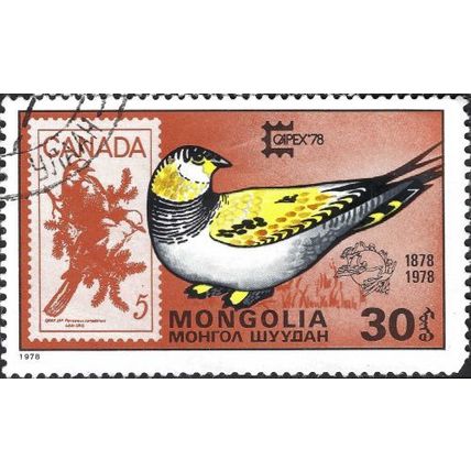 MONGOLIA, BIRD, Tibetan Sandgrouse, Syrrhaptes tibet, orange 1978, 30mongo, #2
