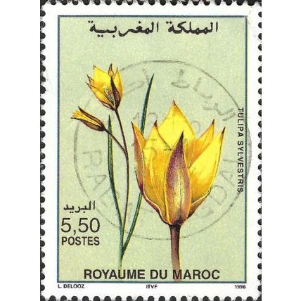 MORROCO NORTHERN ZONE, FLOWER, Tulipa sylvestris, yellow 1996, 5.50dirham, #2