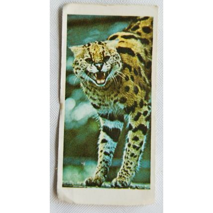 1970 Lyons Maid On Safari No. 25 Serval