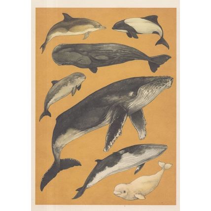 Short Beaked Common Dolphin Commersons Sperm Beluga Whale Fish Painting Postcard
