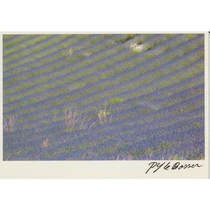 Champs de Lavandes - Image de la Vie et de la Nature - A Aubert le Bosser