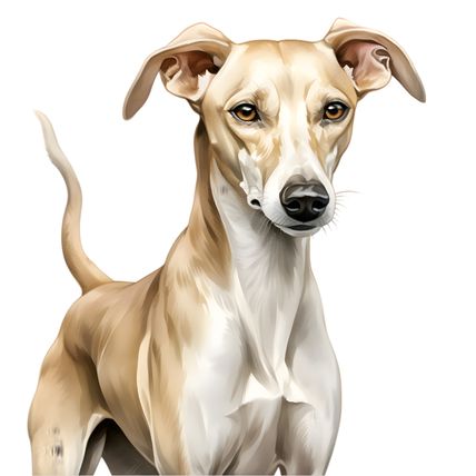 Azawakh Dog (8) Poster Canvas Movie Film Print A0 A1 A2 A3 A4 A5 A6 Art Wall Dec