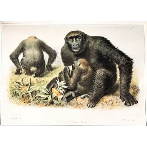 GORILLA 1865 J Wolf antique Print Lithograph Animal Art Decor Orig poster monkey