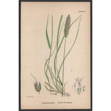 MEADOW FOX-TAIL-GRASS 1872 John Edward Sowerby PLANT PRINT