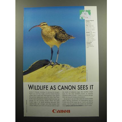2009 Canon Photography Advertisement - Bristle-Thighed Curlew