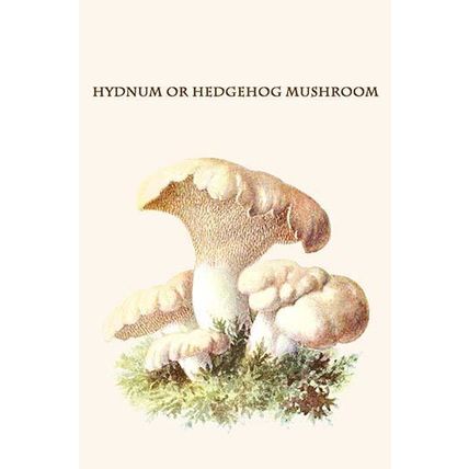 hydnum or hedgehog mushroom 12 x 18 Poster