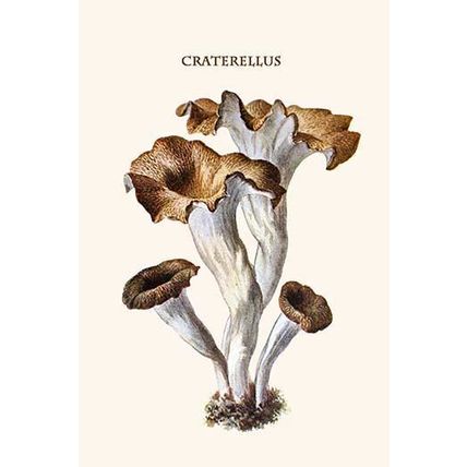 craterellus 12 x 18 Poster