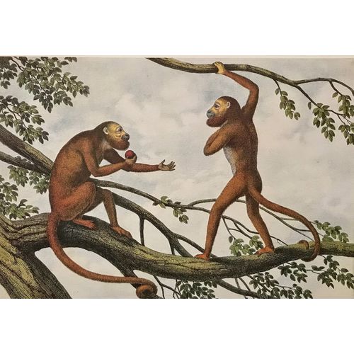 Red Howler Monkey Antique Print Litho poster Ape vintage Animal Wall Art Decor