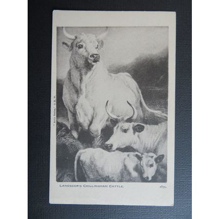 Landseer Chillingham Cattle Vintage Postcard