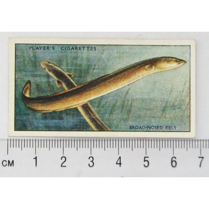 1933 Players Fresh-water Fishes, pink back No. 18 Board-nosed or Yellow Eels