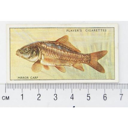 1933 Players Fresh-water Fishes, pink back No. 13 Mirror Carp