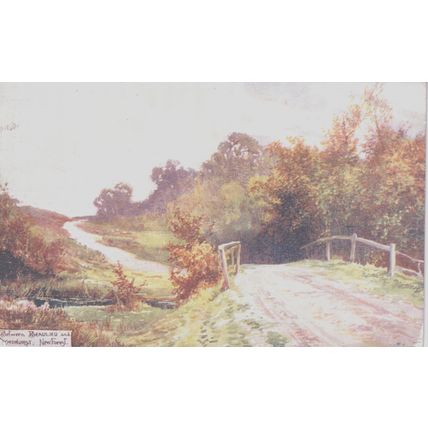 Between Beaulieu And Lyndhurst New Forest Hampshire Postcard (QHAM165)