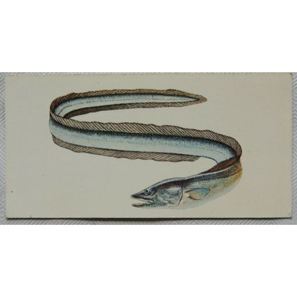 1978 Craven Black Cat Sport Fish card No. 38 Conger