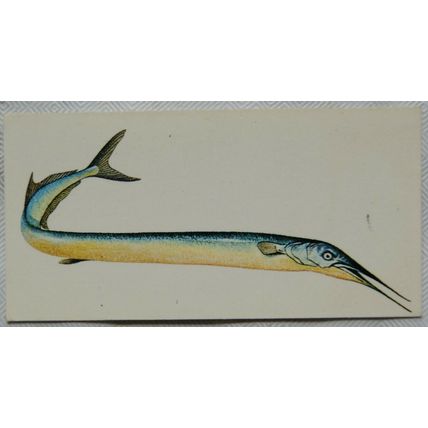 1978 Craven Black Cat Sport Fish card No. 39 Garfish