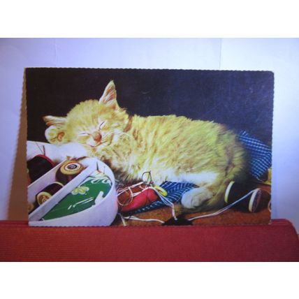CAT NAP, SWEET KITTEN IN THE NEEDLEWORK unused postcard #