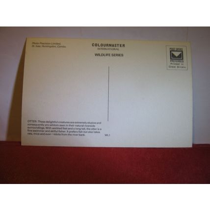 OTTER unused vintage postcard Wildlife series Colourmaster #