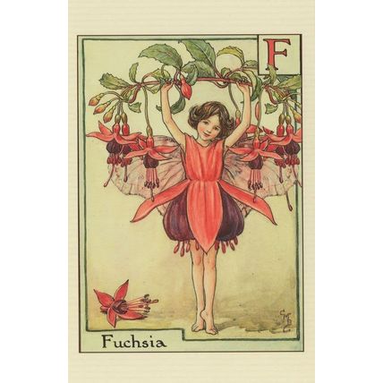 Fuchsia Ferry of Antique Flower Fairies Book Stunning Postcard