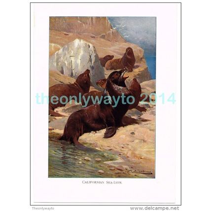 CALIFORNIAN SEA LION, BOOK ILLUSTRATION (PRINT), LYDEKKER, c1916