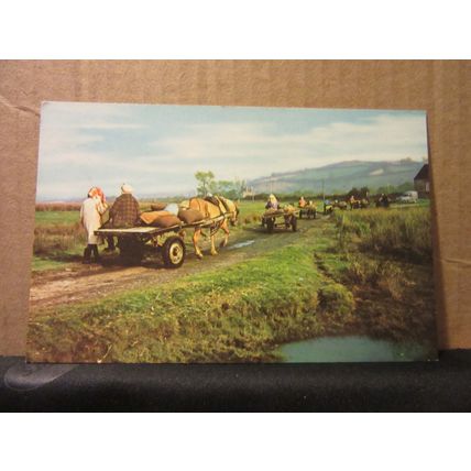 COCKLE GATHERERS, GOWER COAST , WALES, unused postcard =