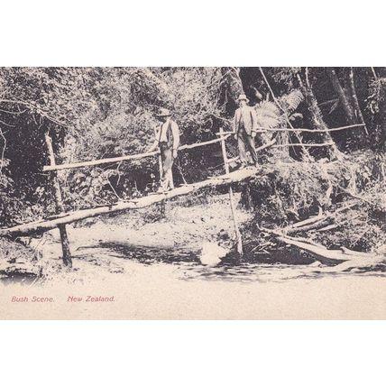 Bush Scene New Zealand Antique Postcard