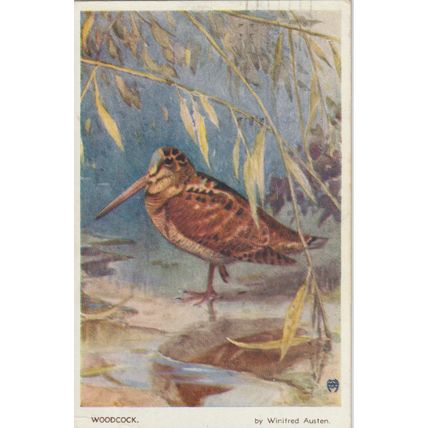 Winifred Austen Drawn Woodcock Bird Postcard (QAN0043)